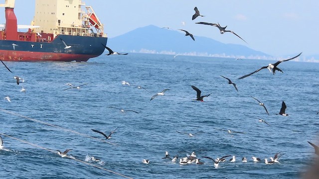 Atlantic Yellow-nosed Albatross - ML640288960