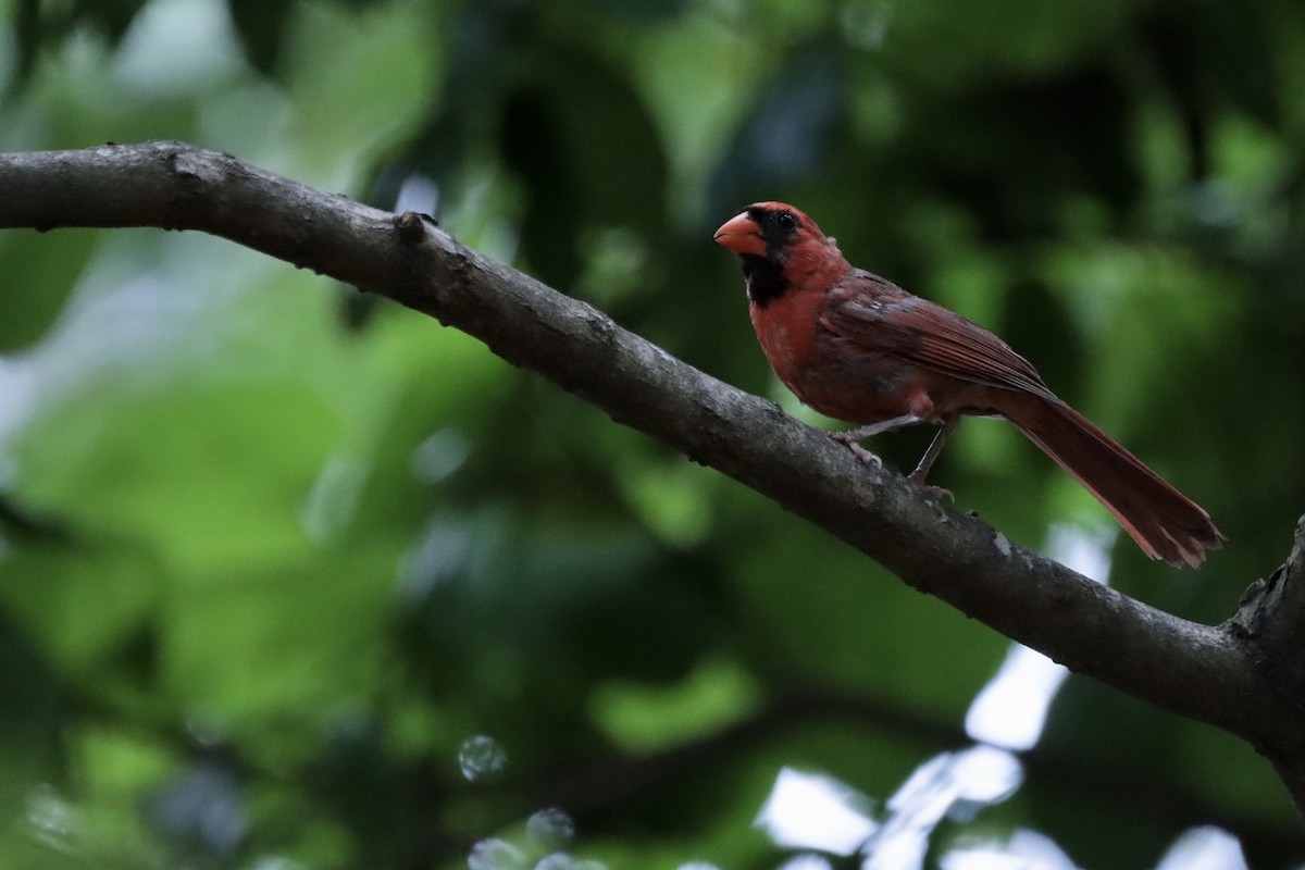 Cardinal rouge - ML640288974
