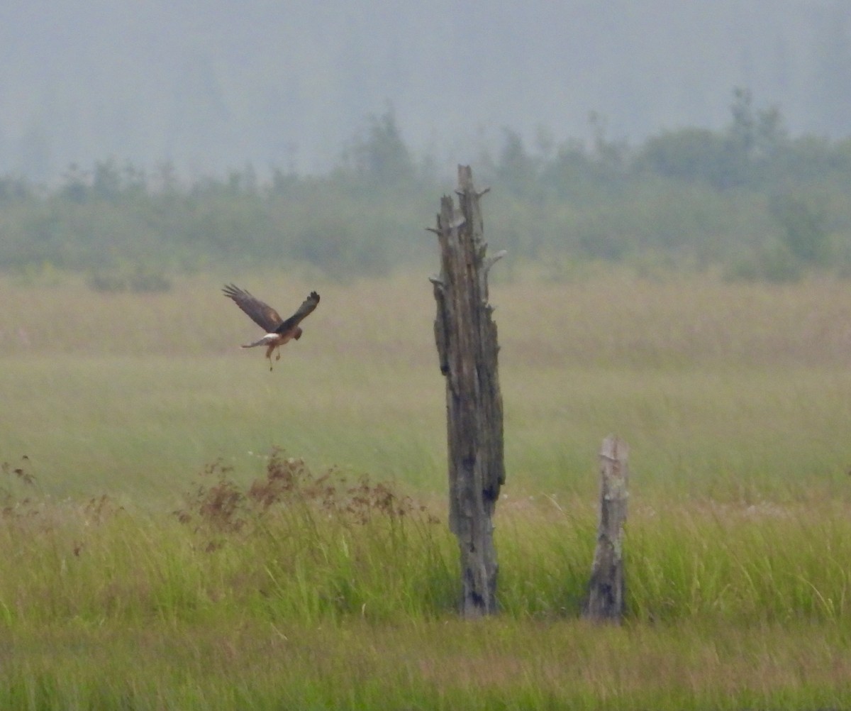 Northern Harrier - ML640288980