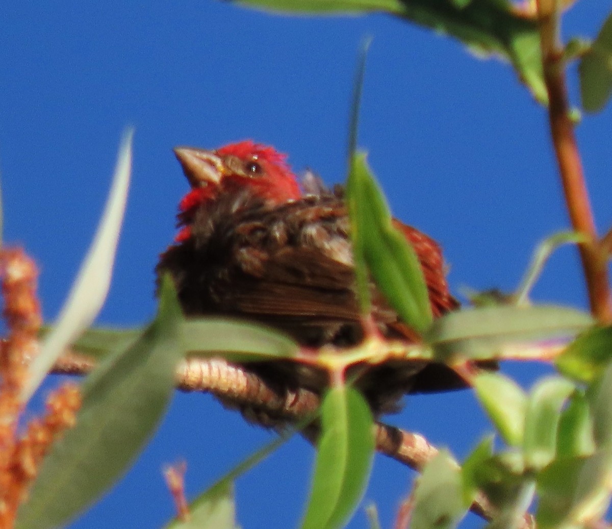 Purple Finch - ML640288991