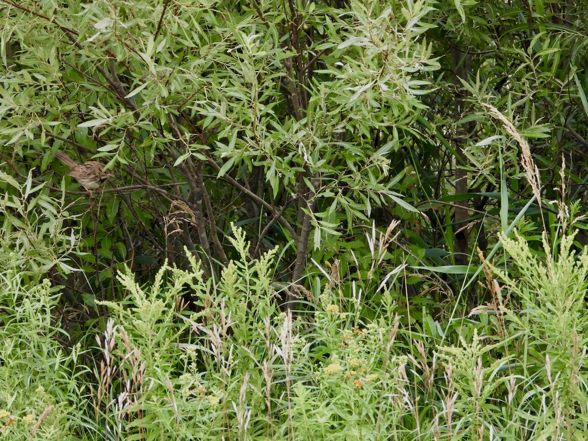 Song Sparrow - ML640289021