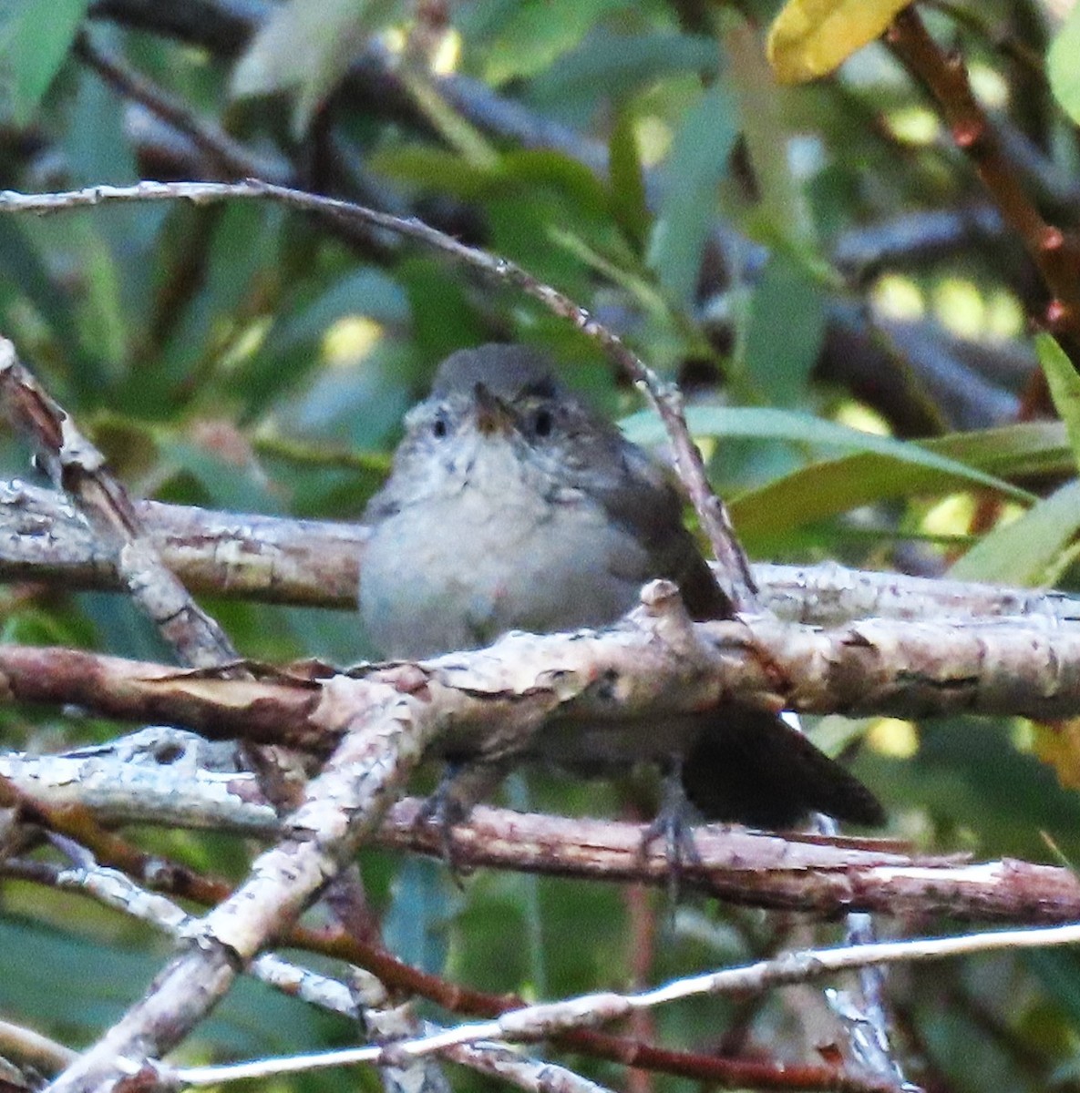 Northern House Wren - ML640289024