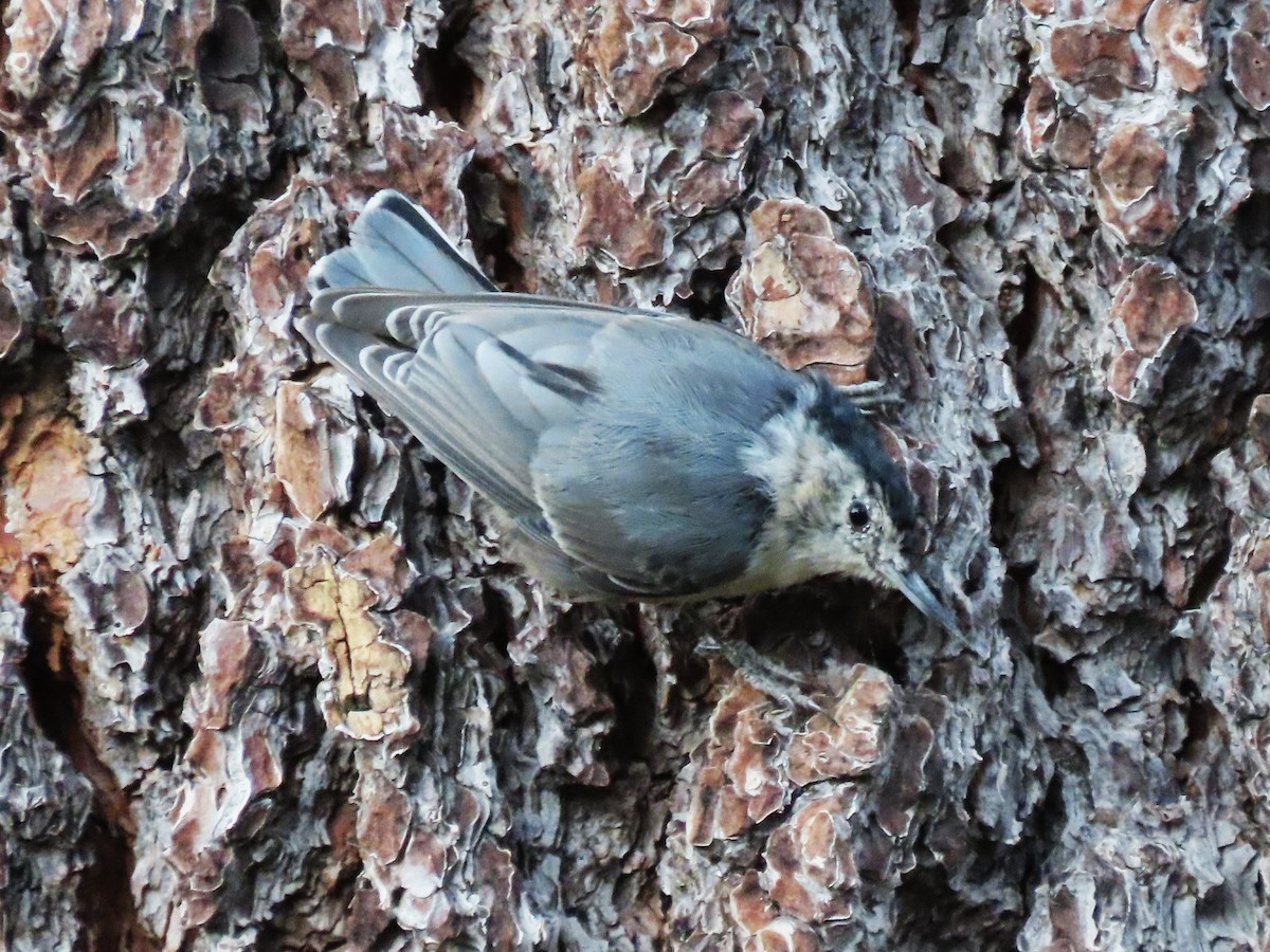 White-breasted Nuthatch - ML640289047