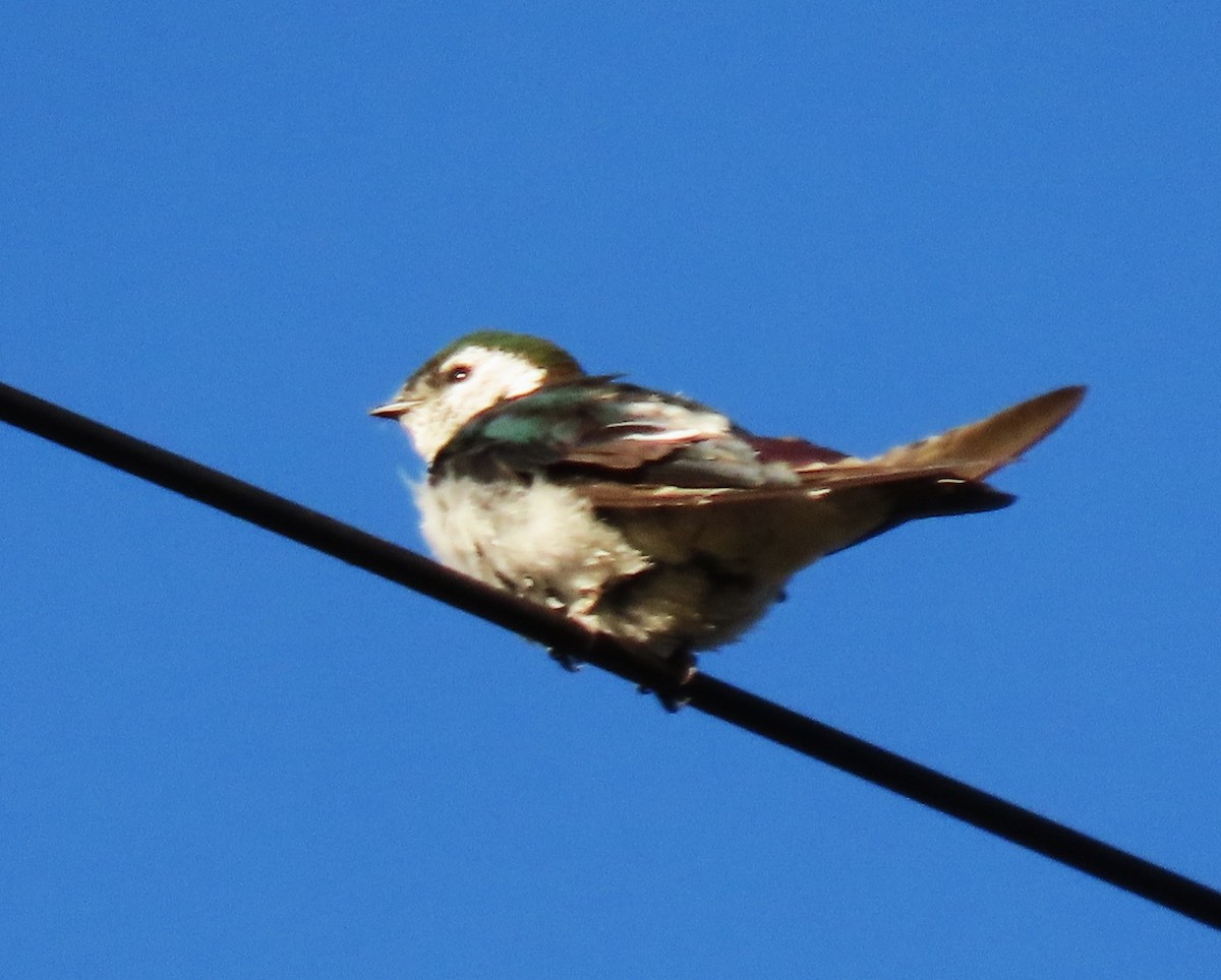 Violet-green Swallow - ML640289067