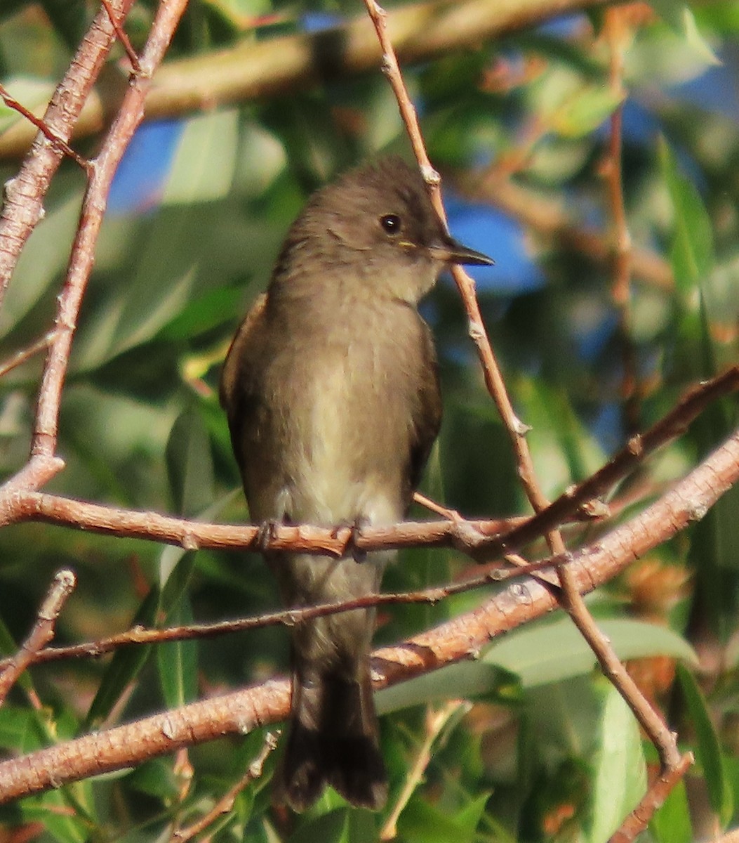 Western Wood-Pewee - ML640289074