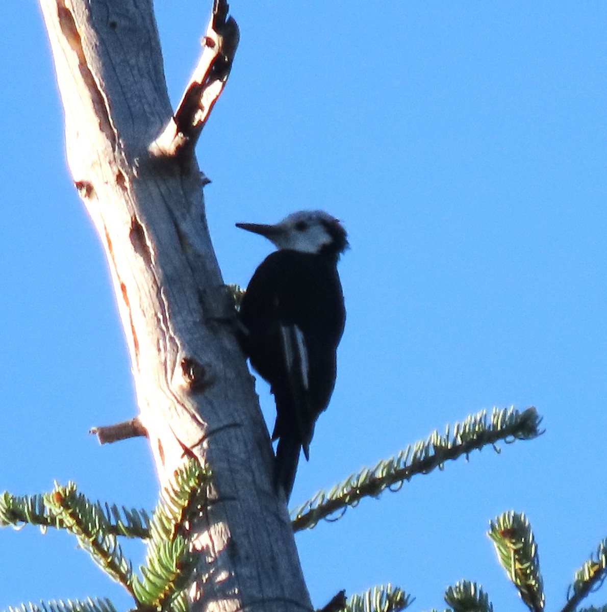 White-headed Woodpecker - ML640289093