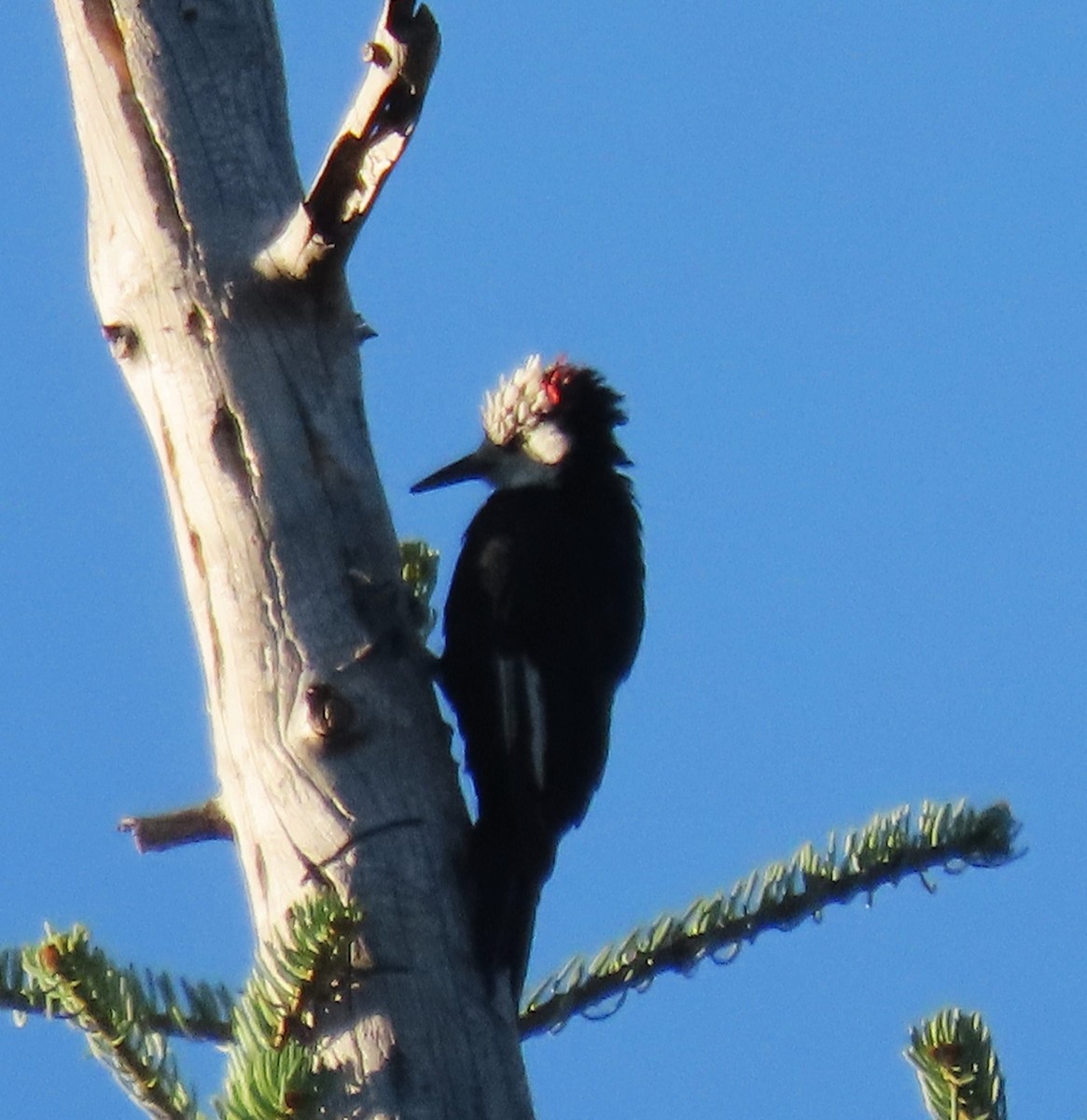 White-headed Woodpecker - ML640289098