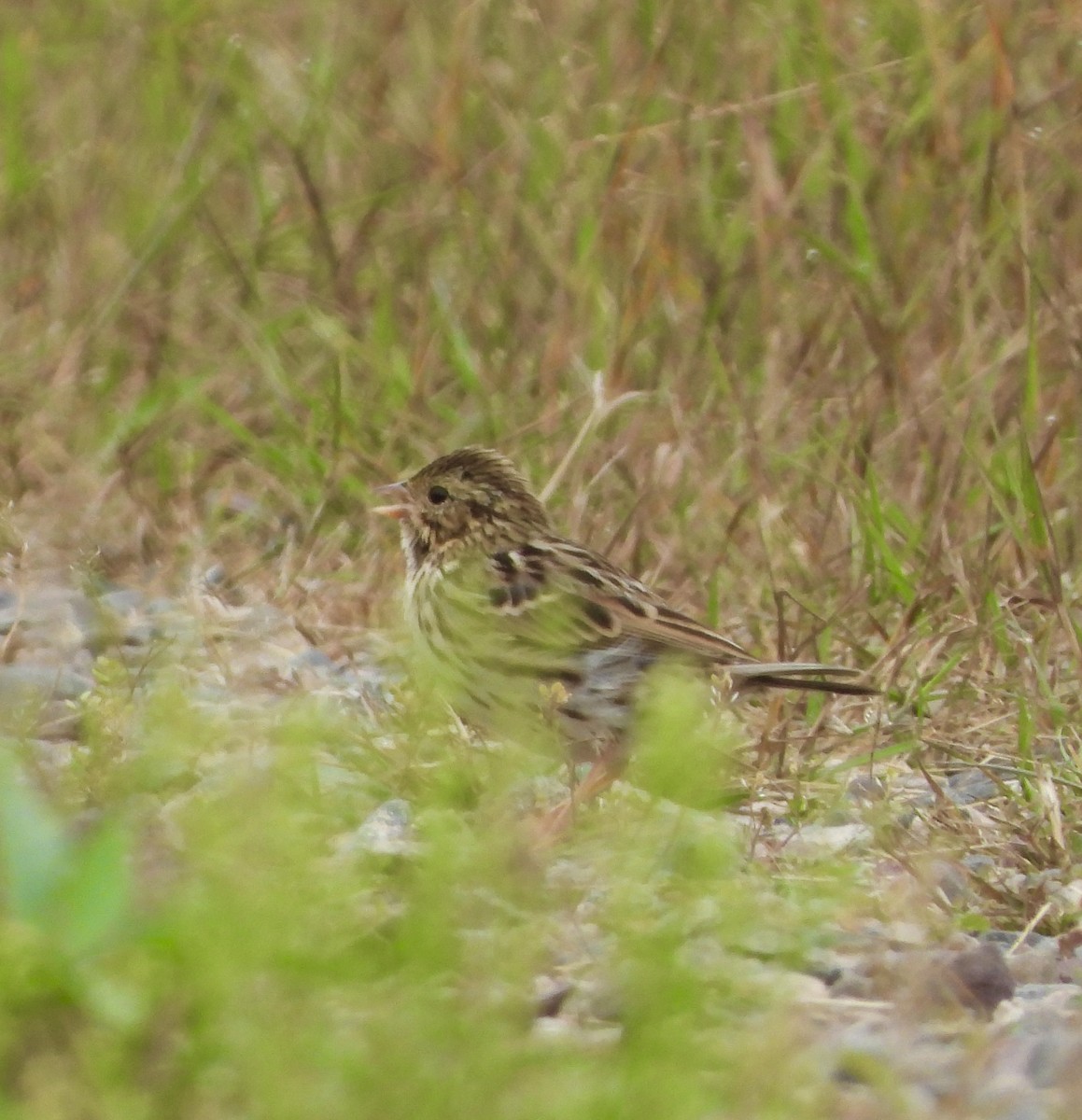 Savannah Sparrow - ML640289106