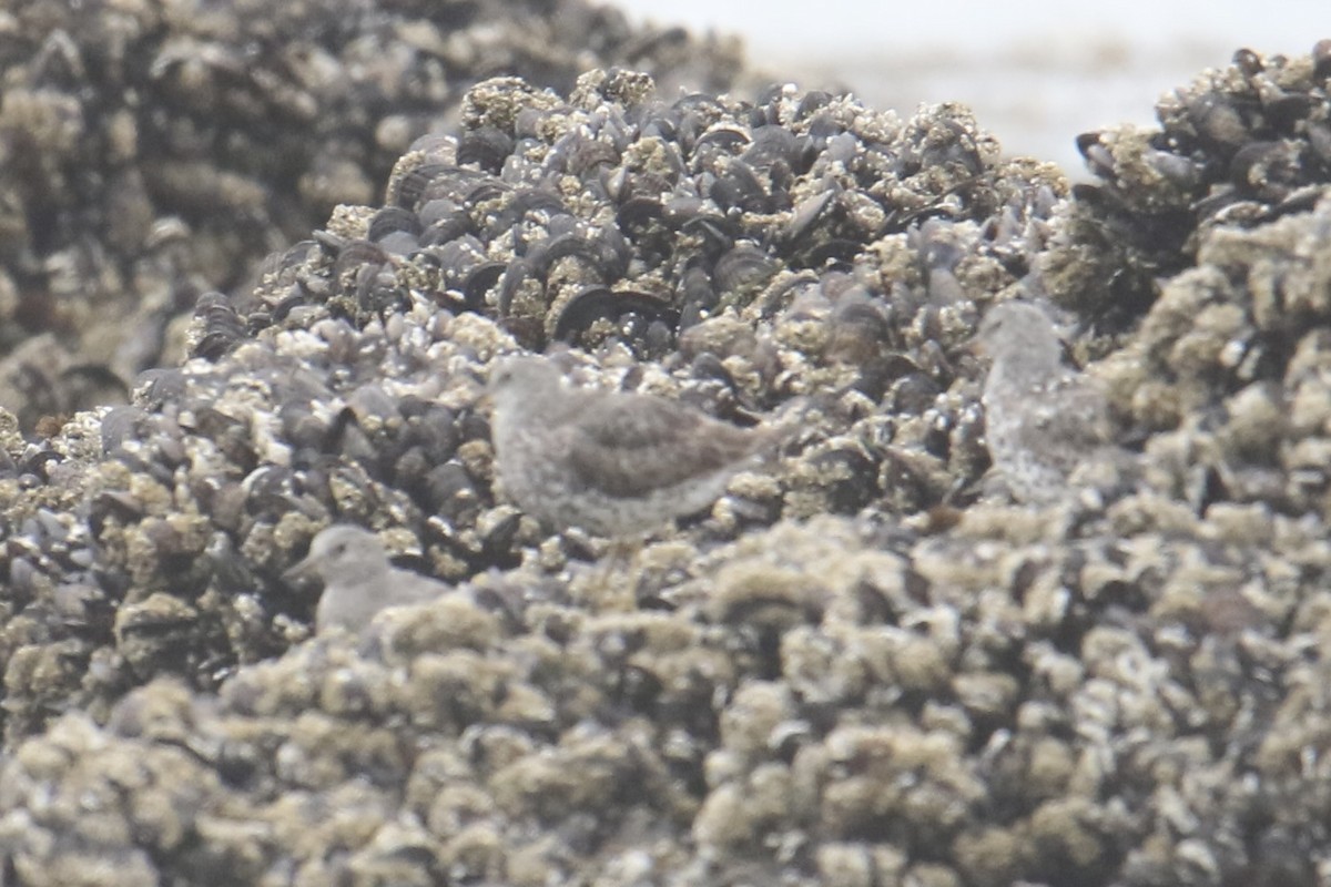 Surfbird - ML640289113