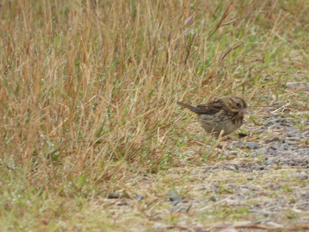 Savannah Sparrow - ML640289136