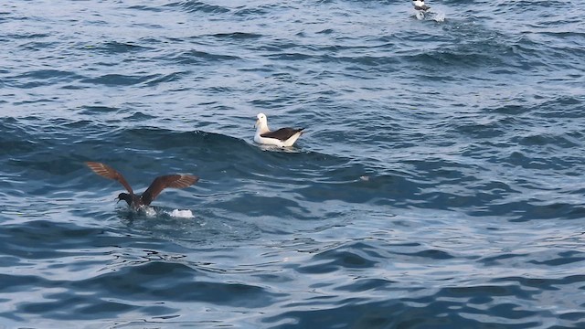 Albatros à sourcils noirs - ML640289152