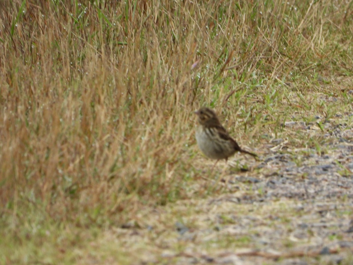 Savannah Sparrow - ML640289162