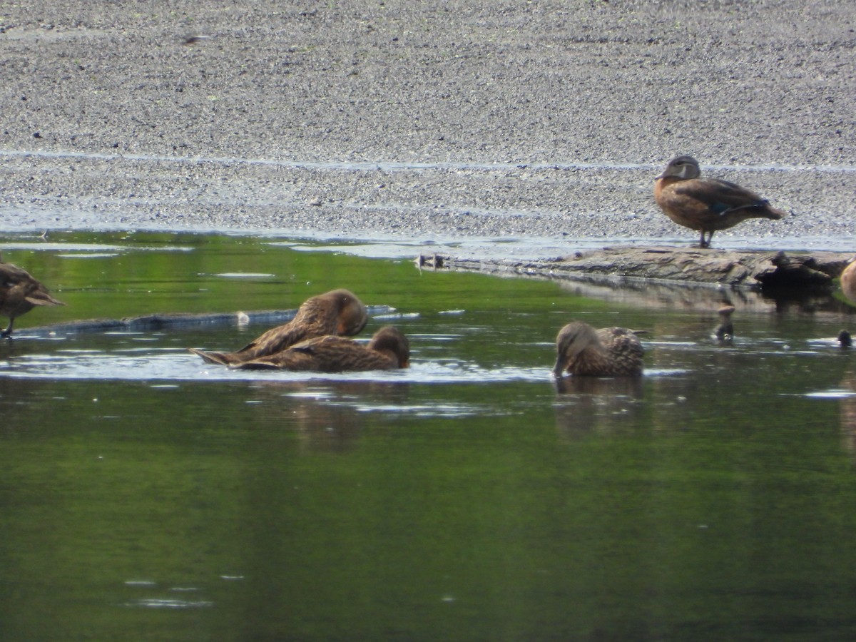 Wood Duck - ML640289182