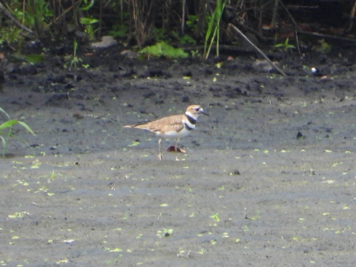 Killdeer - ML640289198