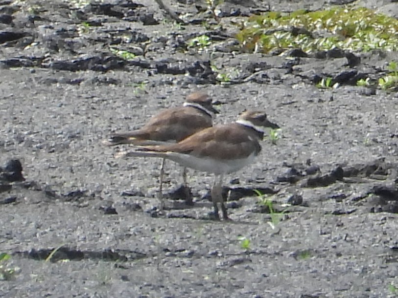 Killdeer - ML640289209