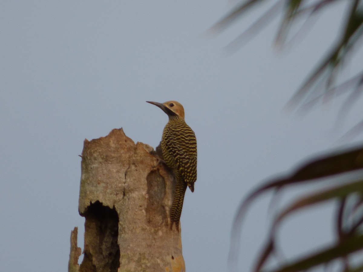 Fernandina's Flicker - ML64028921