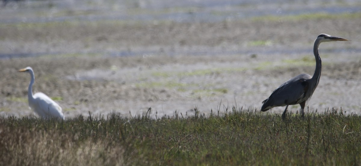 Цасч дэглий - ML640289233