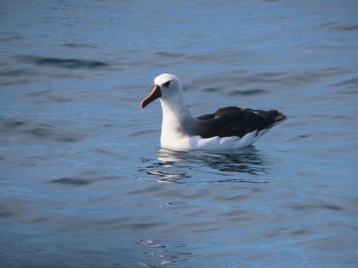 Atlantic Yellow-nosed Albatross - ML640289239