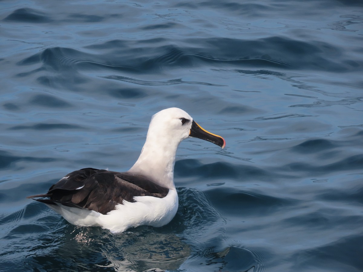 Atlantic Yellow-nosed Albatross - ML640289240