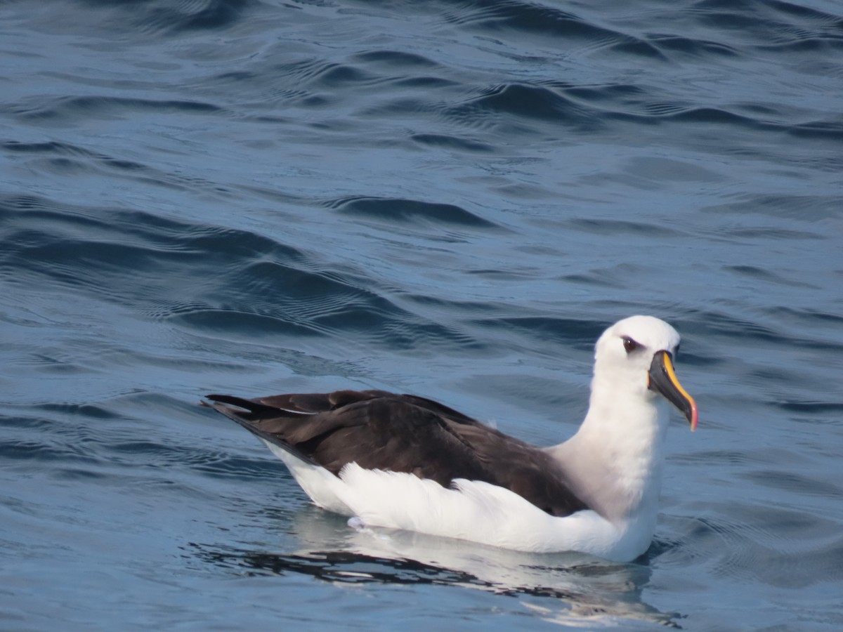 Atlantic Yellow-nosed Albatross - ML640289241