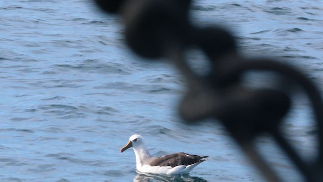 Atlantic Yellow-nosed Albatross - ML640289252