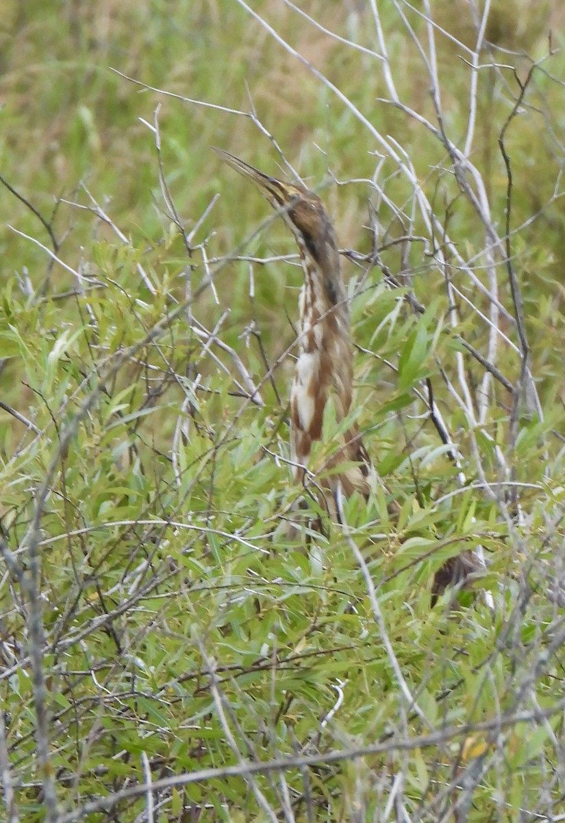 American Bittern - ML640289259