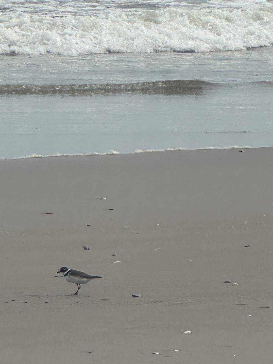 Semipalmated Plover - ML640289286
