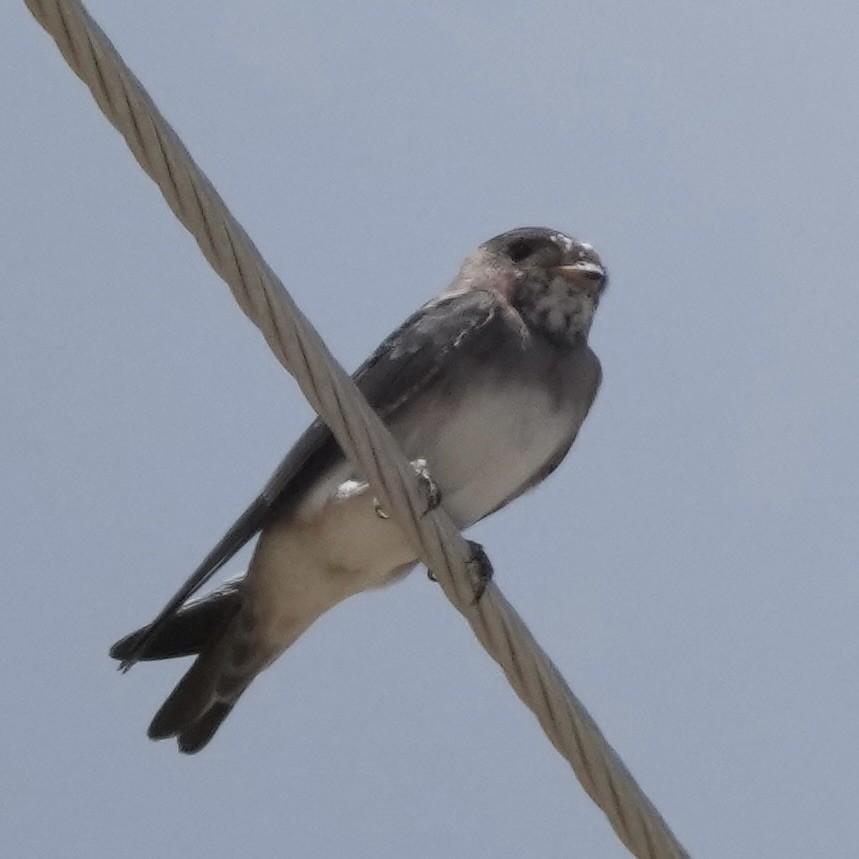 Cliff Swallow - ML640289298