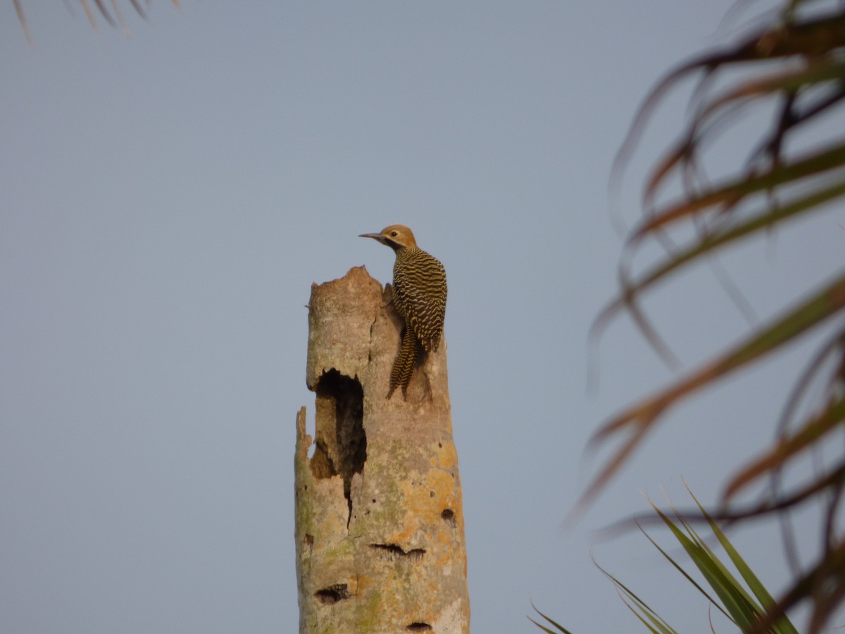 Fernandina's Flicker - ML64028931