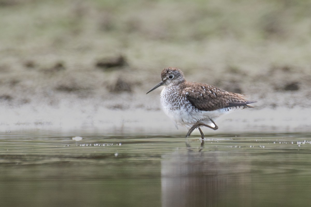 Solitary Sandpiper - ML640289373