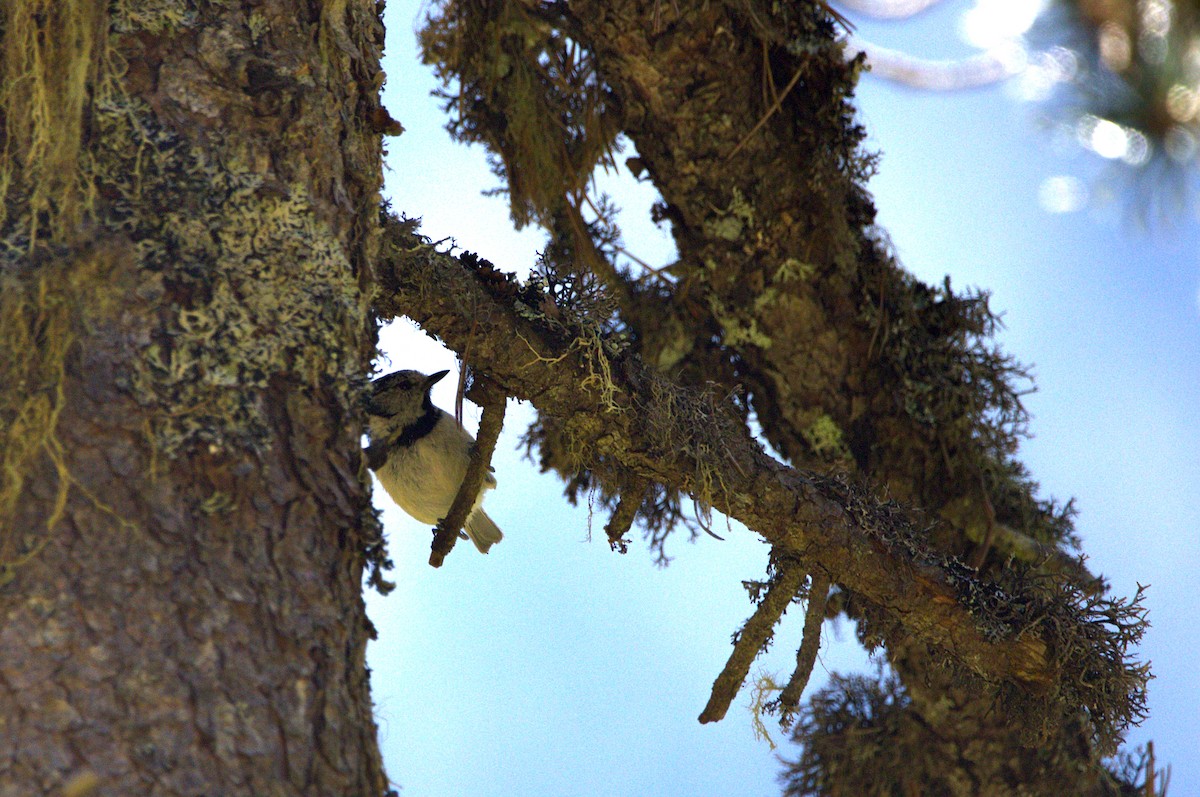 Crested Tit - ML640289375