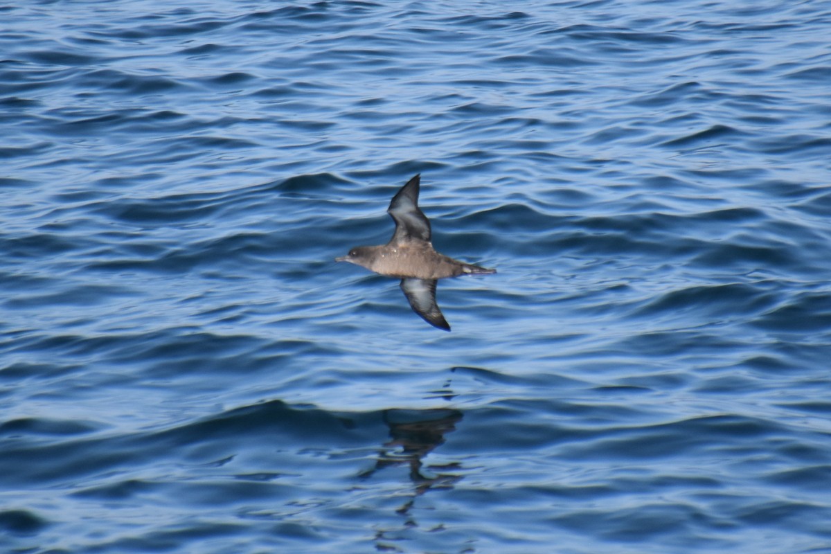 Sooty Shearwater - ML640289381