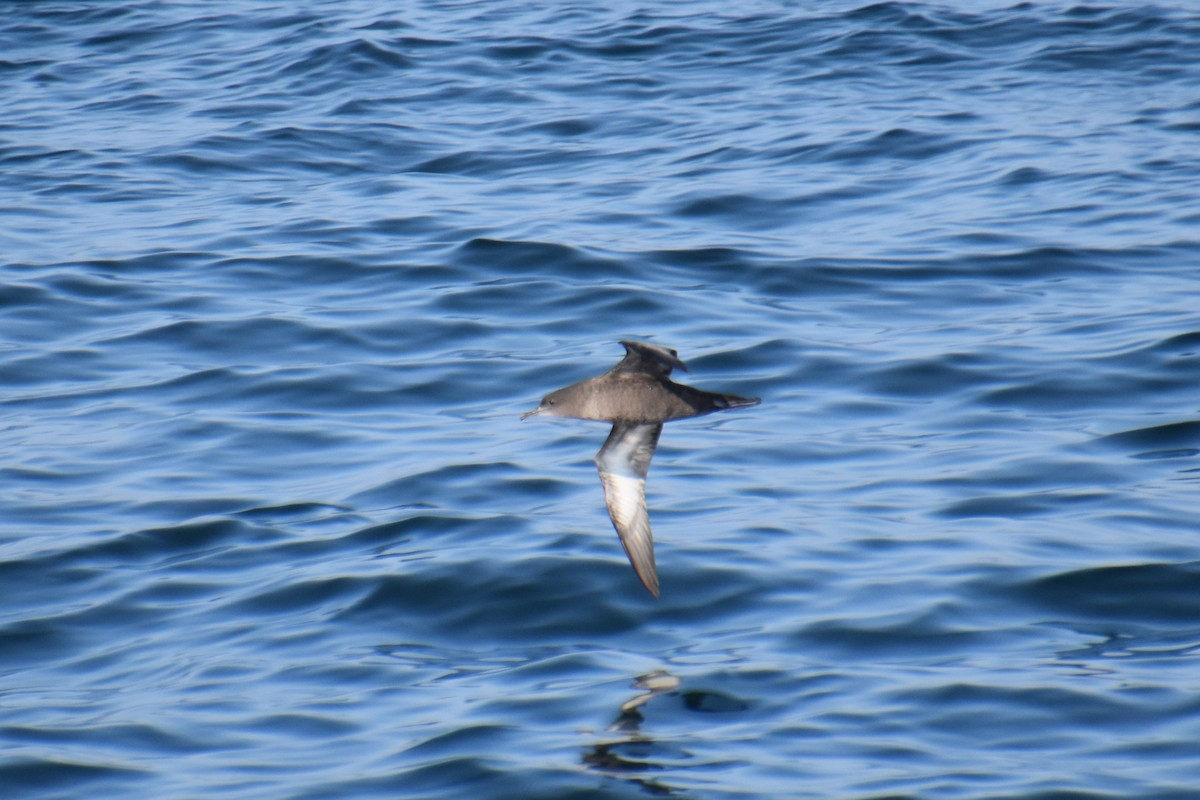 Sooty Shearwater - ML640289382