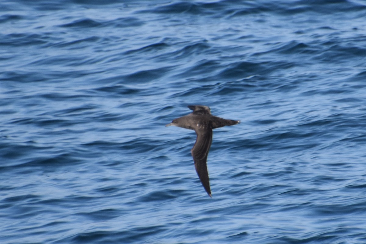 Sooty Shearwater - ML640289387