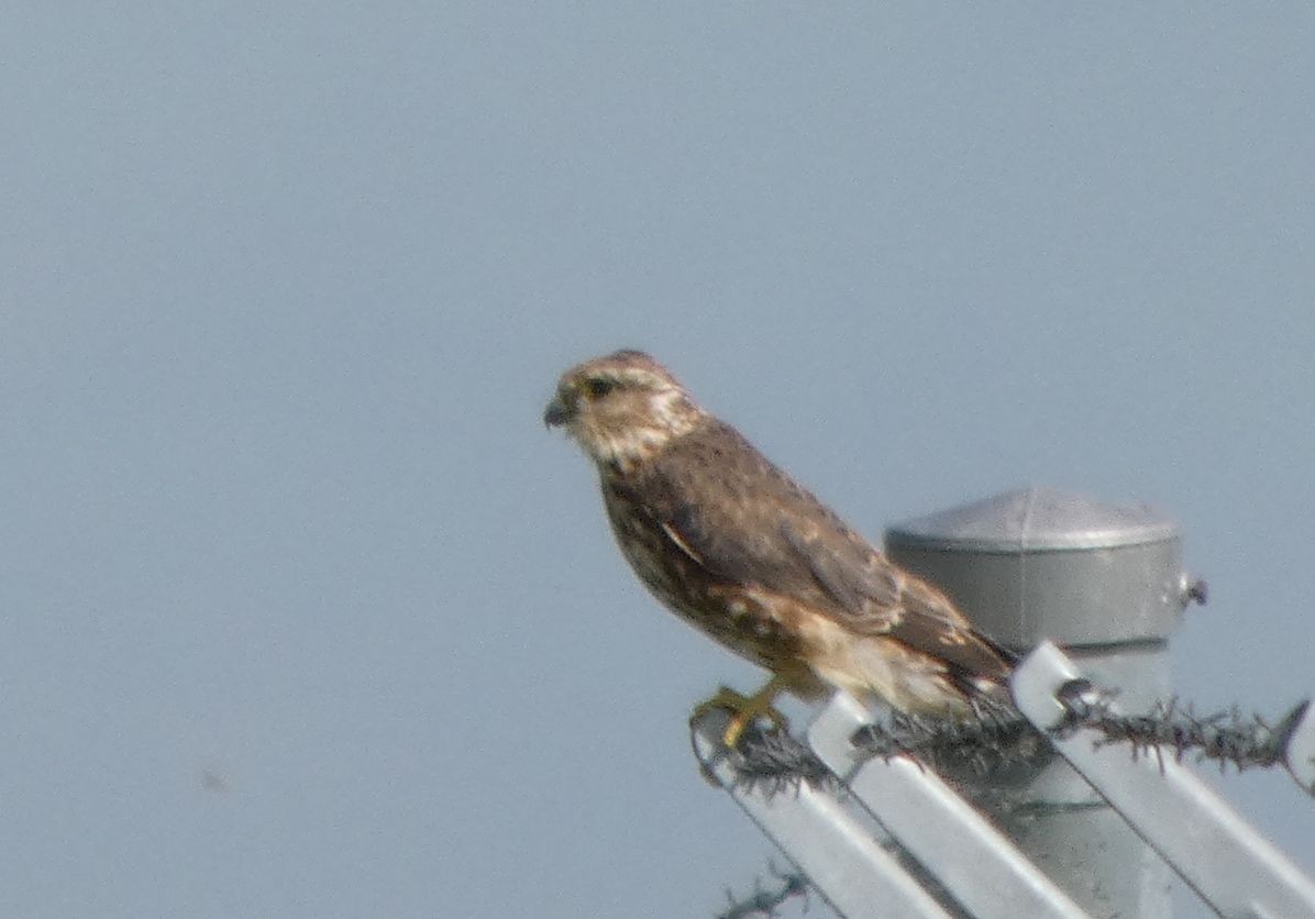 Merlin - ML640289390