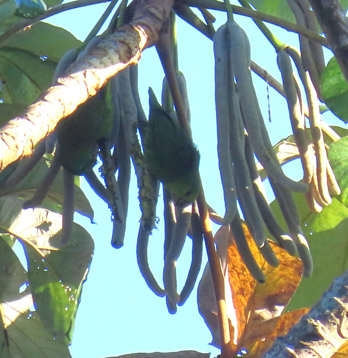 Dusky-billed Parrotlet - ML640289394
