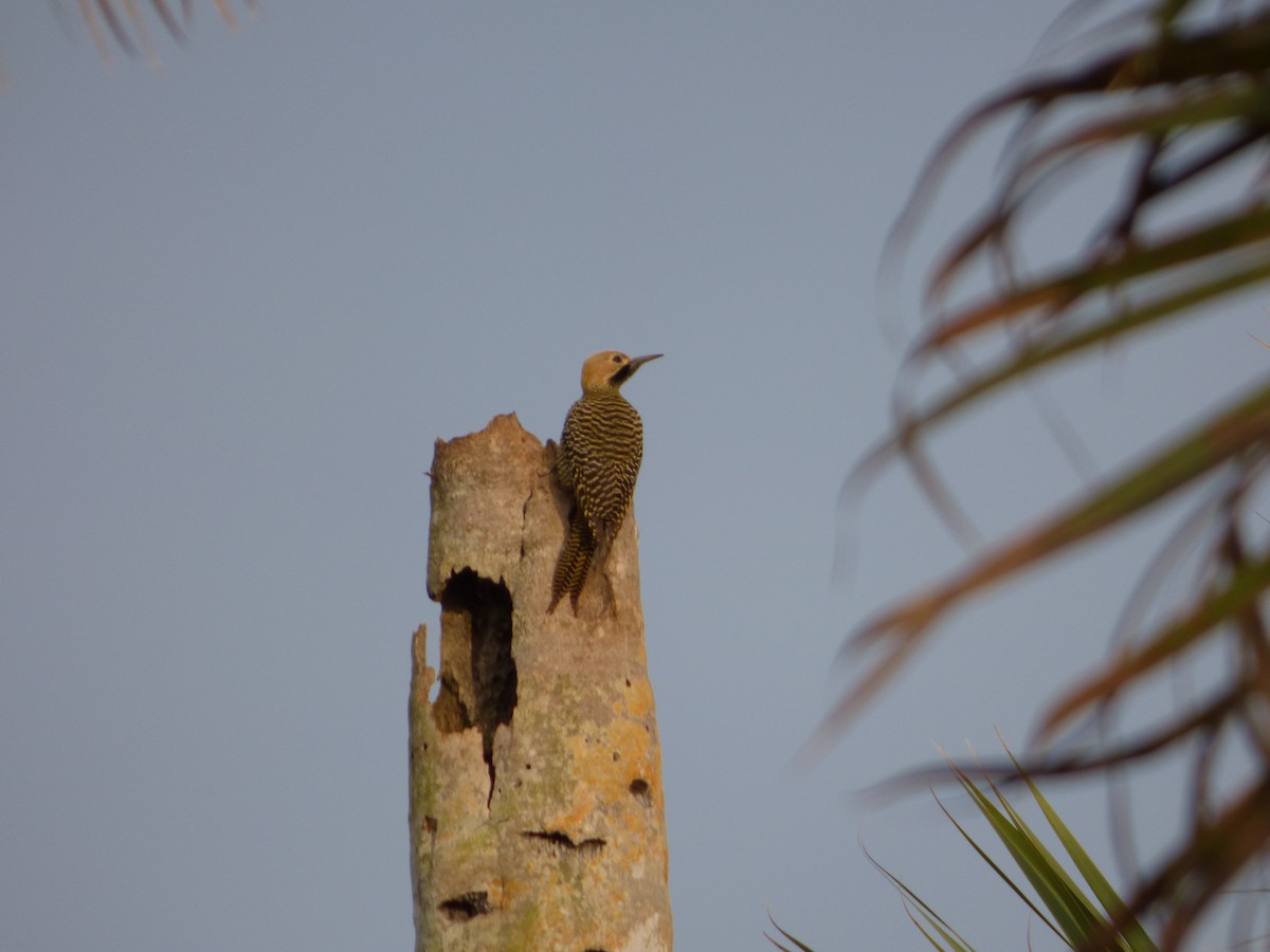 Fernandina's Flicker - ML64028941