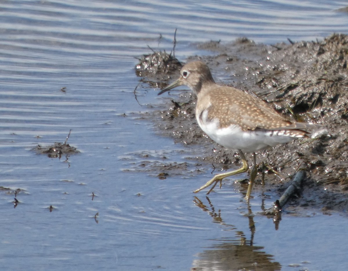 Solitary Sandpiper - ML640289416