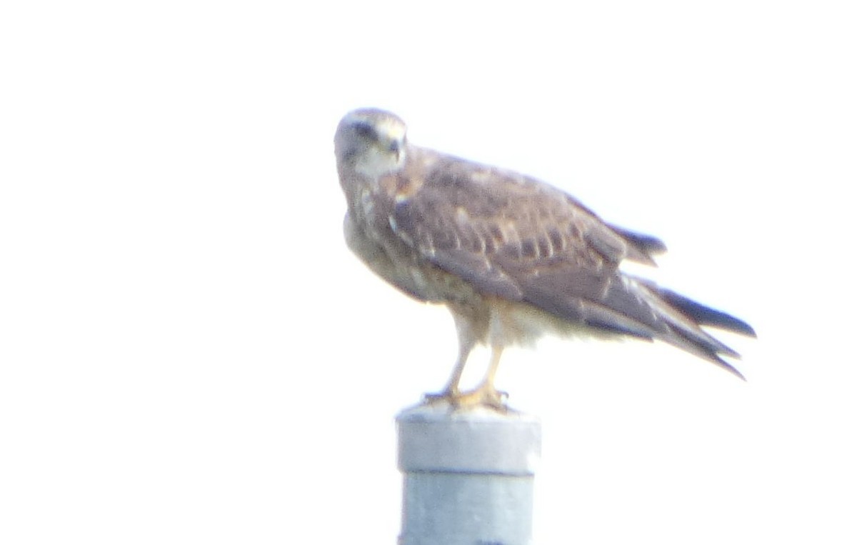 Swainson's Hawk - ML640289420