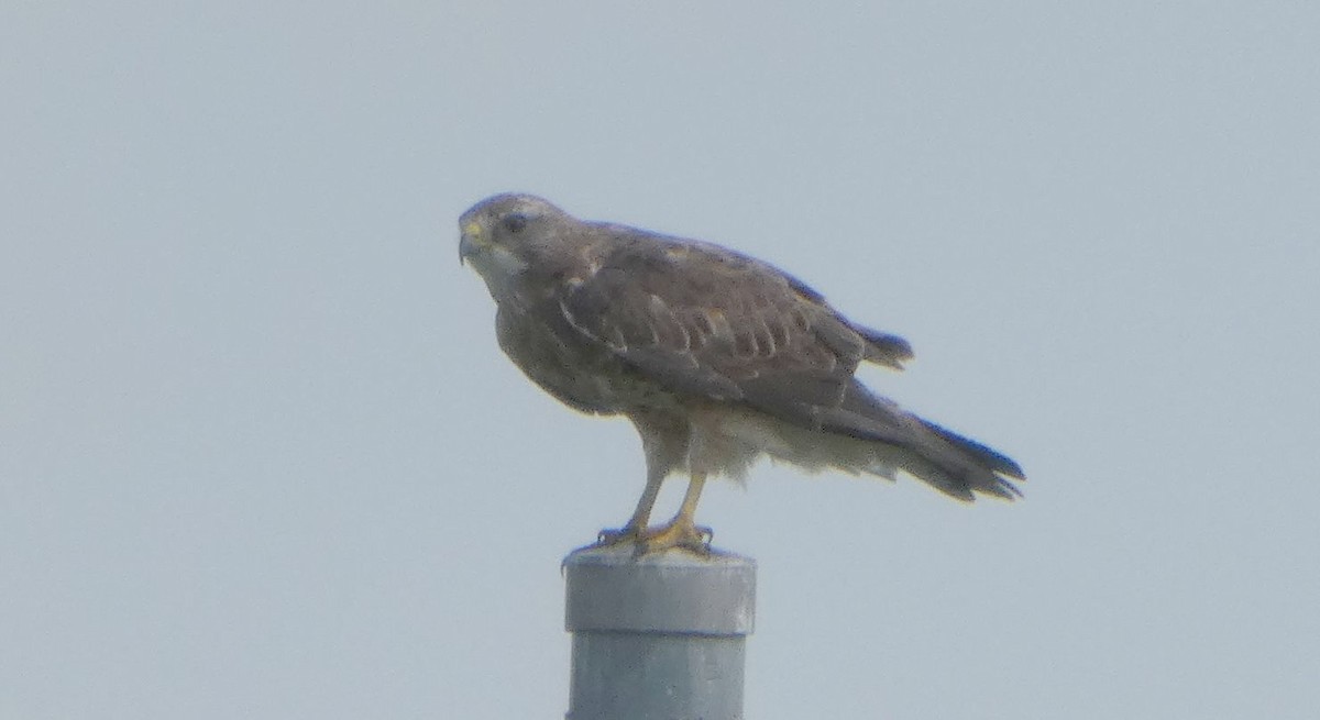 Swainson's Hawk - ML640289421