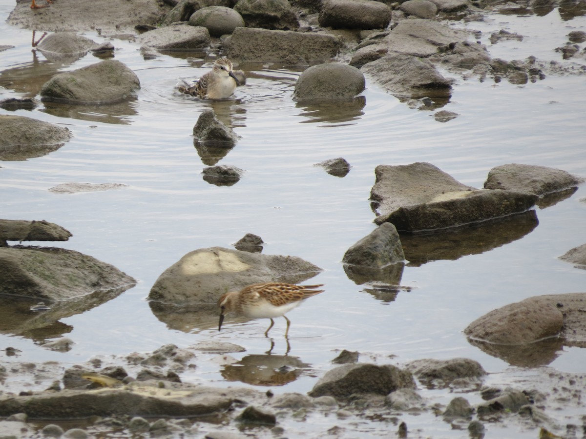 Least Sandpiper - ML640289436