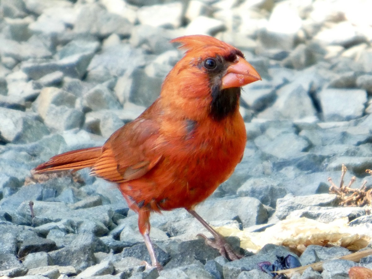 Cardinal rouge - ML640289452