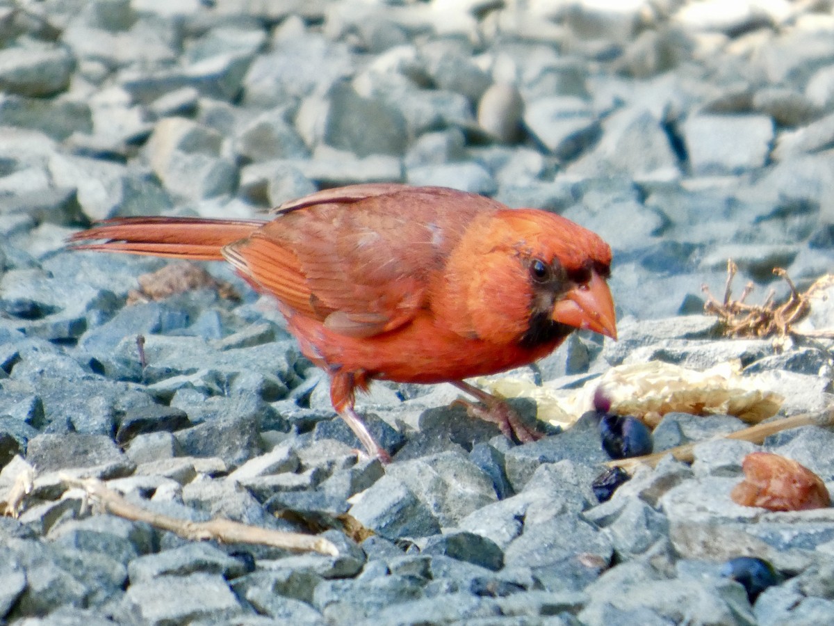 Cardinal rouge - ML640289453
