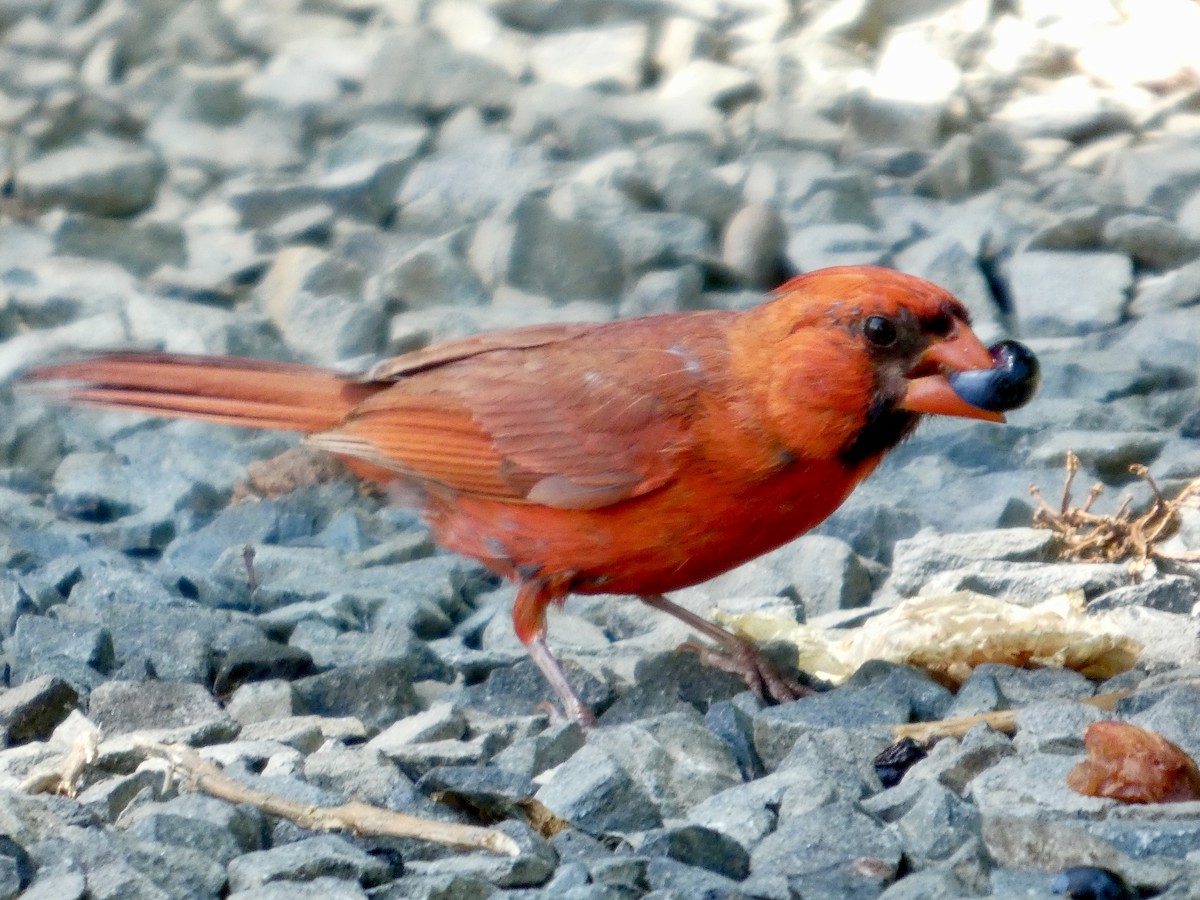 Cardinal rouge - ML640289454
