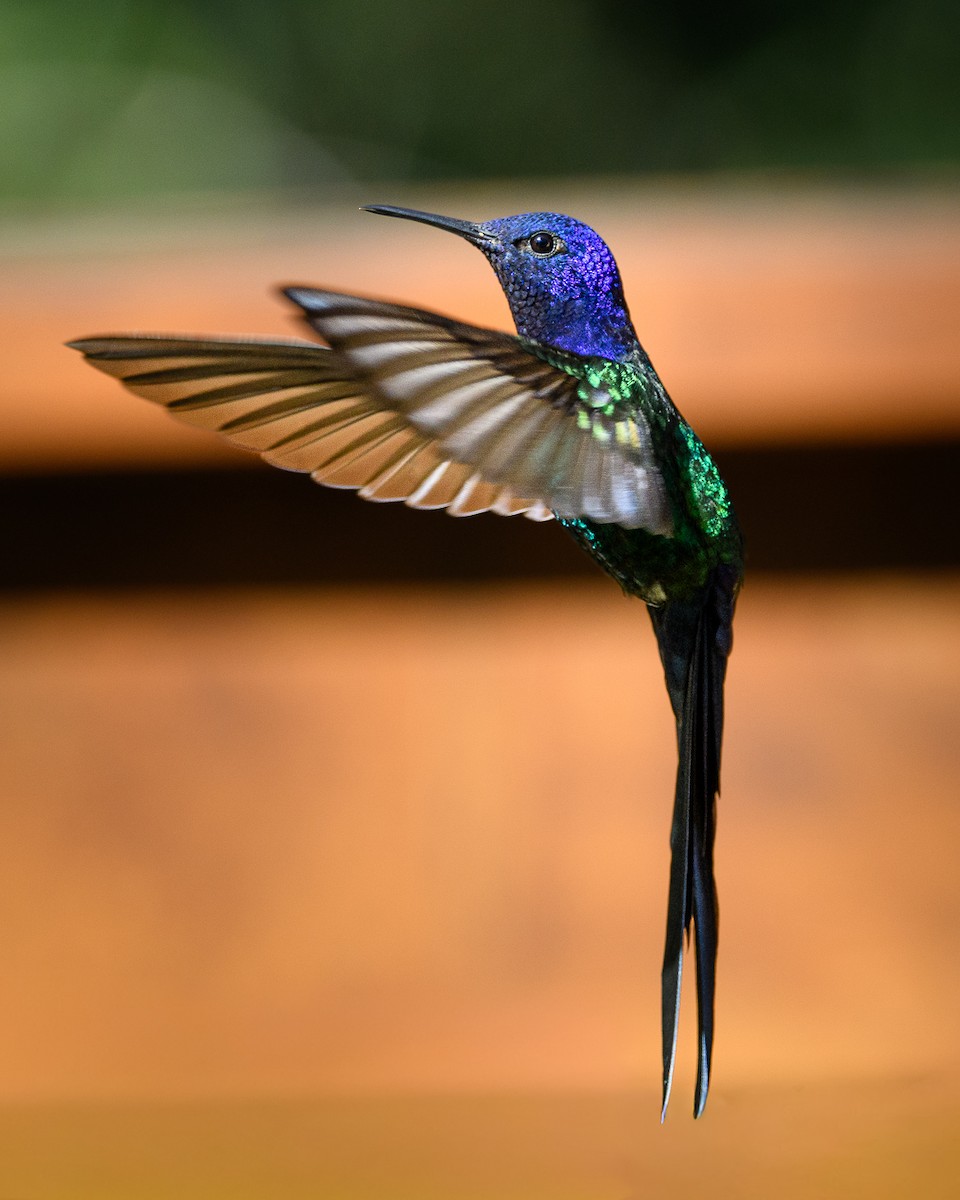 Swallow-tailed Hummingbird - ML640289488