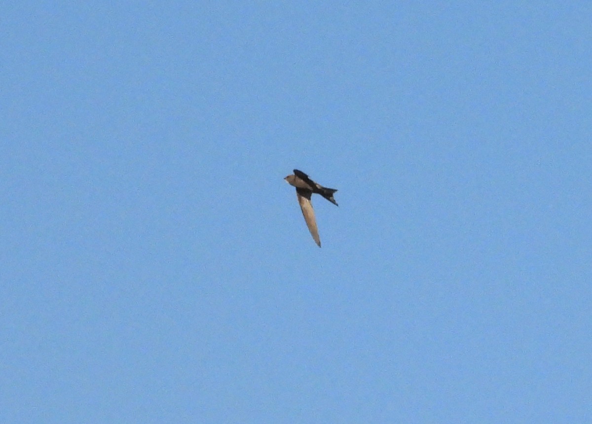 Common Swift - ML640289531