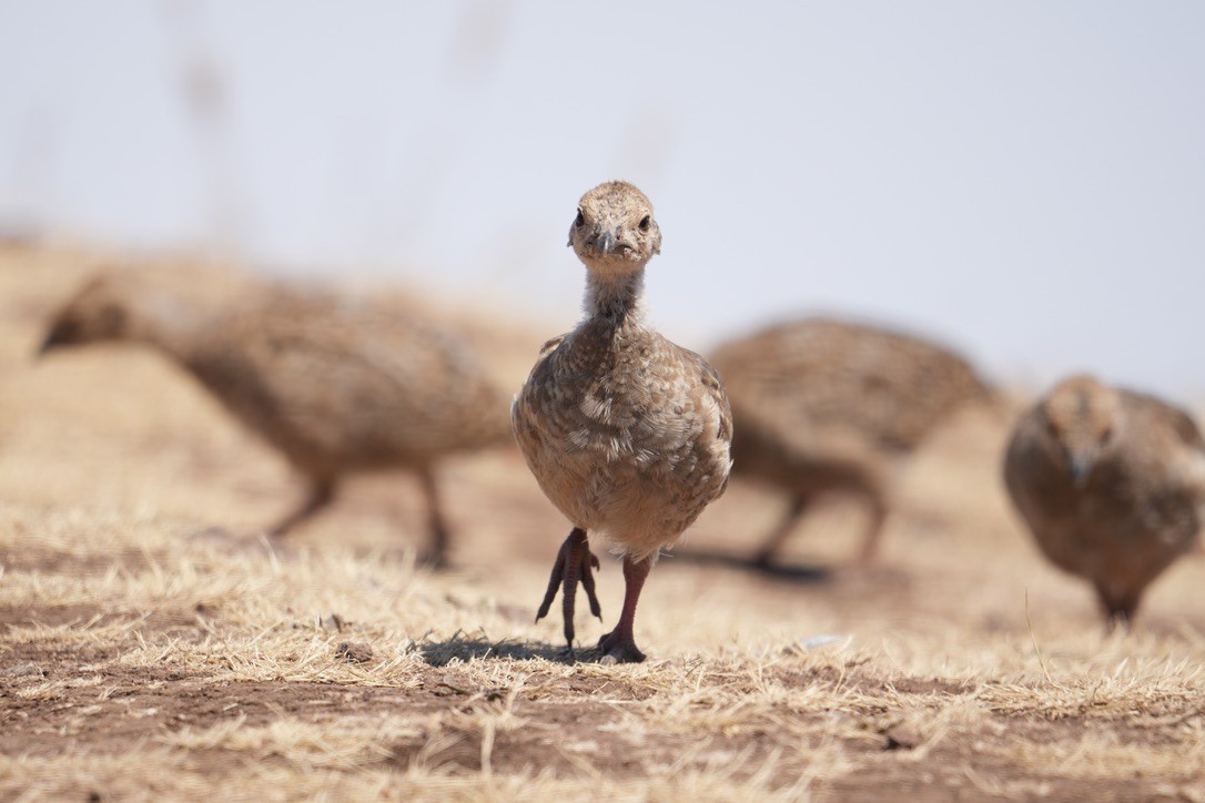 Red-legged Partridge - ML640289534