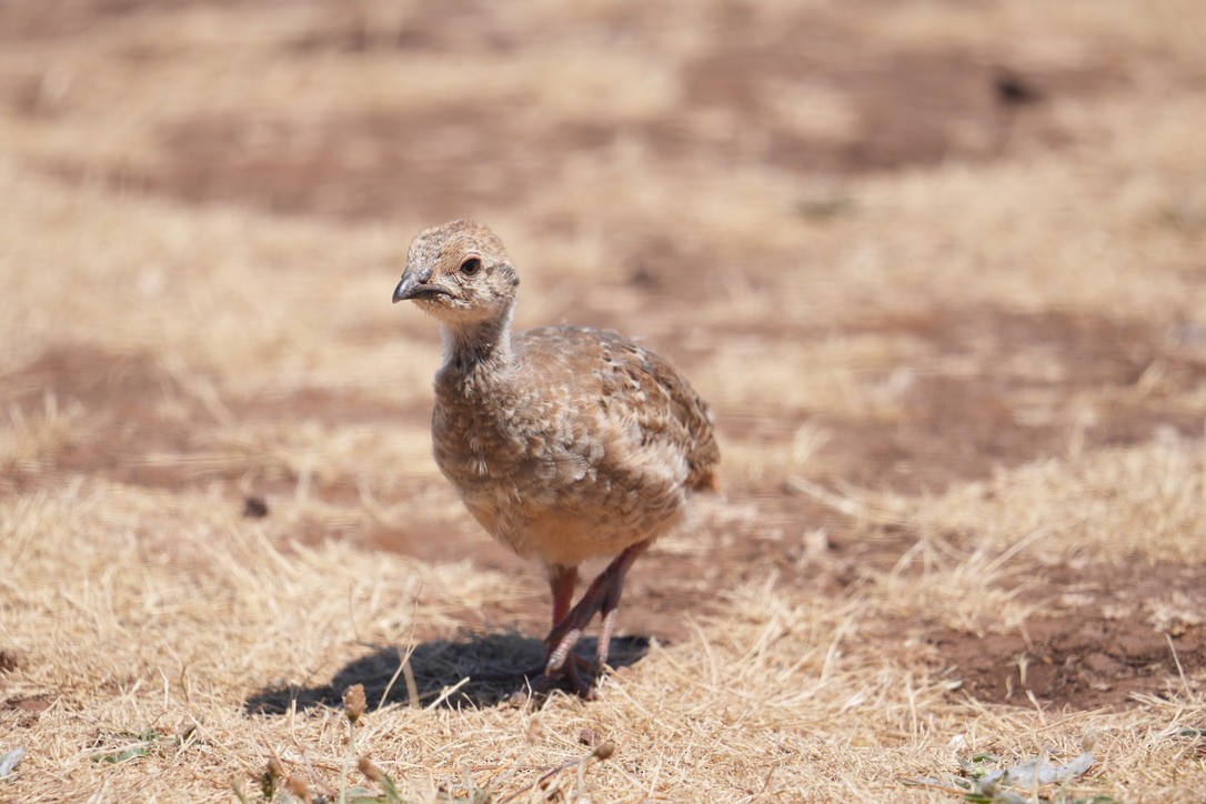 Red-legged Partridge - ML640289535