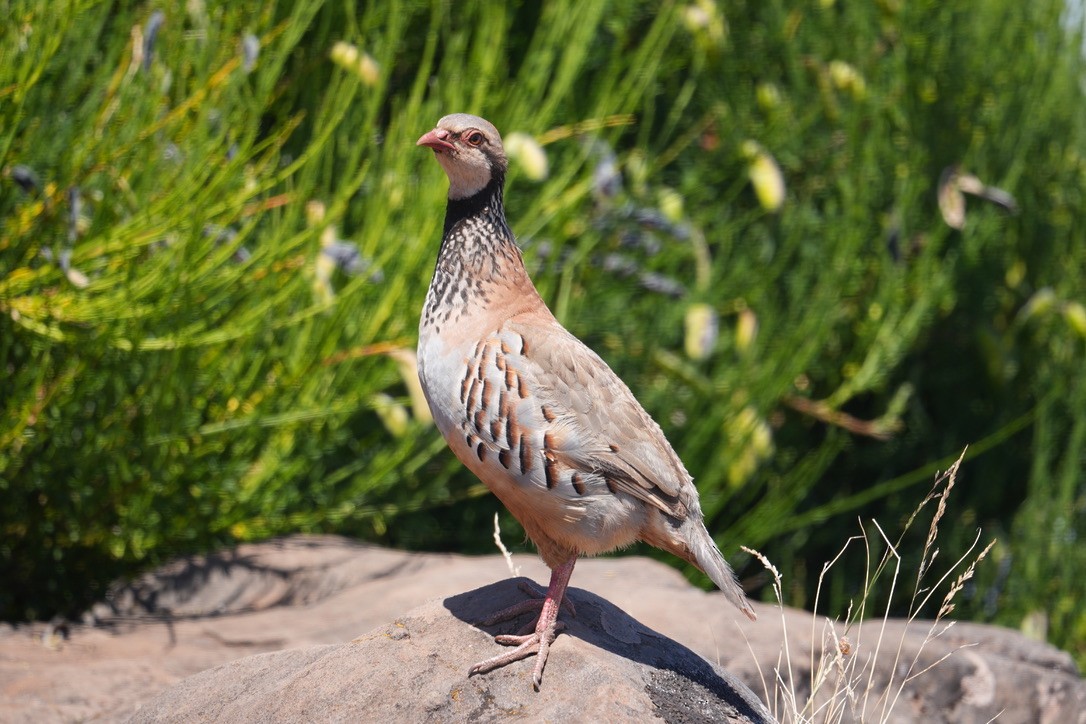 Red-legged Partridge - ML640289536