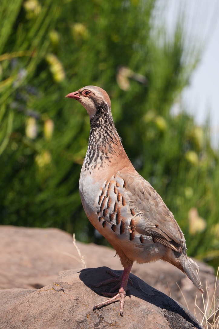 Red-legged Partridge - ML640289537
